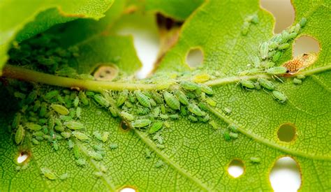 Aphid infestation. Things To Know About Aphid infestation. 